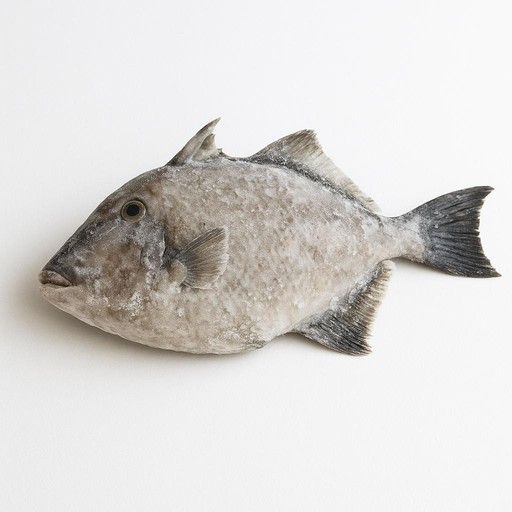 Frozen Triggerfish thumbnail